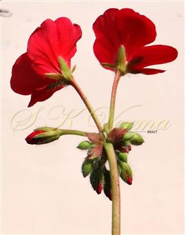  Inflorescence